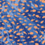 schooling fish